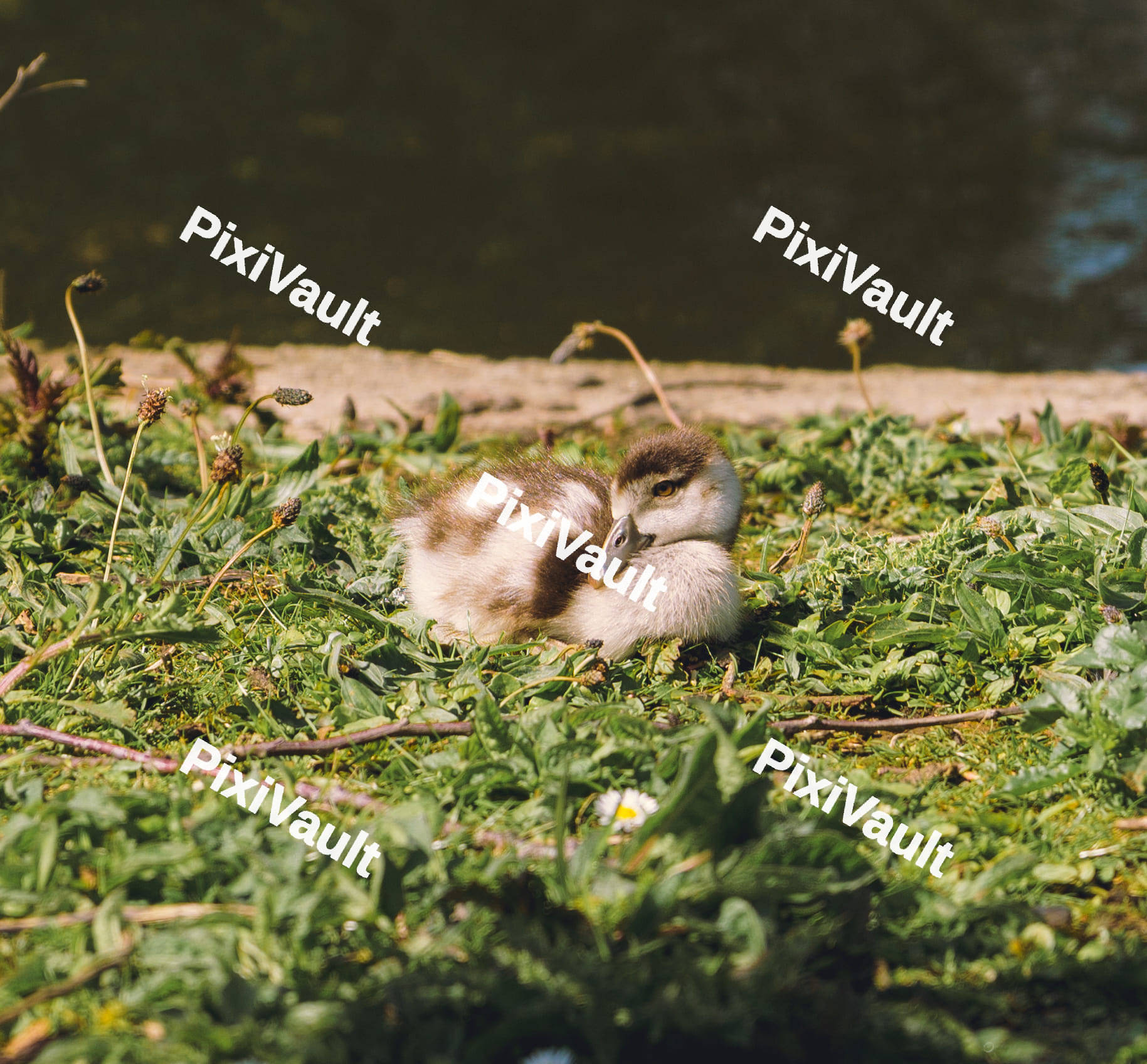 Baby Egyptian Goose
